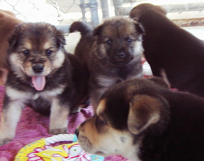 pups 4